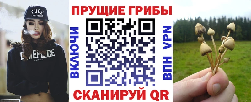 купить наркотик  Тосно  МЕГА ссылки  Галлюциногенные грибы Cubensis 